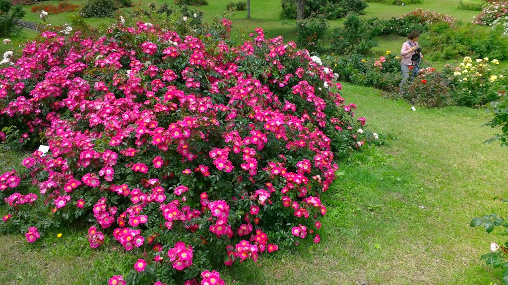 東八甲田ローズカントリーのバラ園