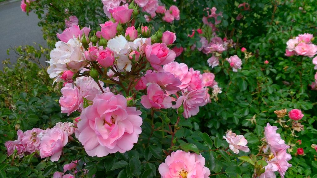 東八甲田ローズカントリーのバラ園