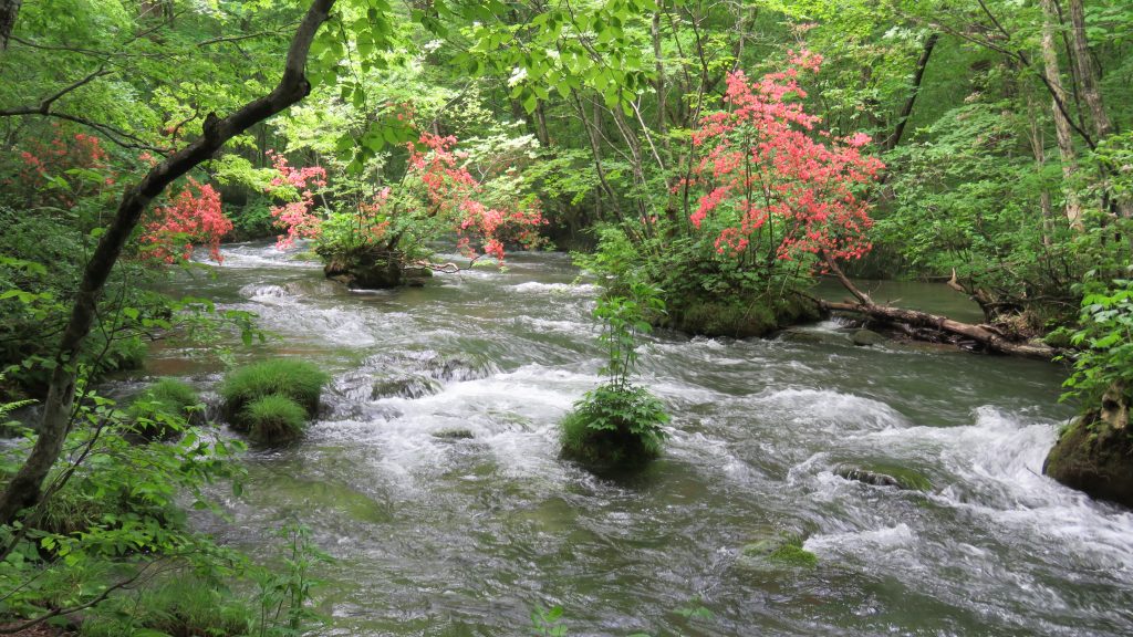 新緑の美しい奥入瀬渓流