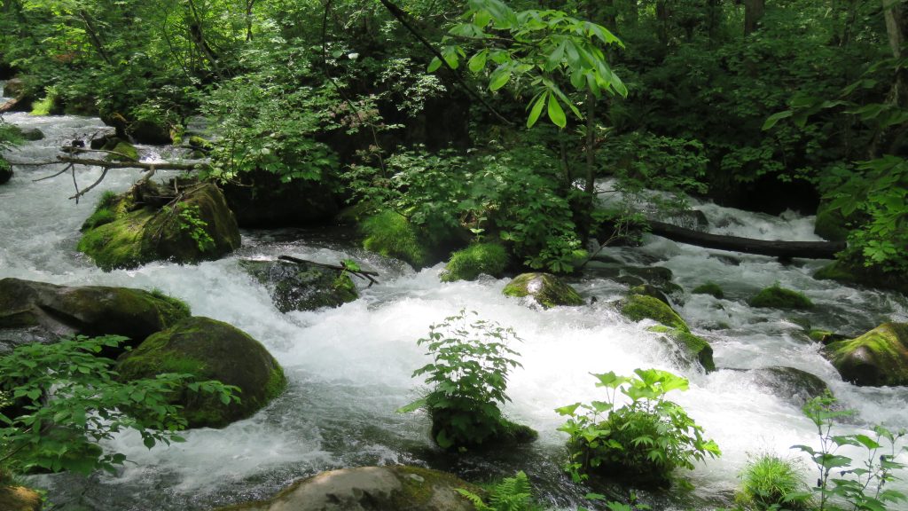 新緑の美しい奥入瀬渓流