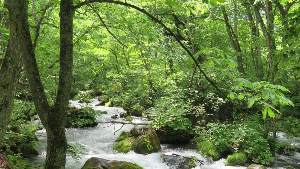 新緑の美しい奥入瀬渓流