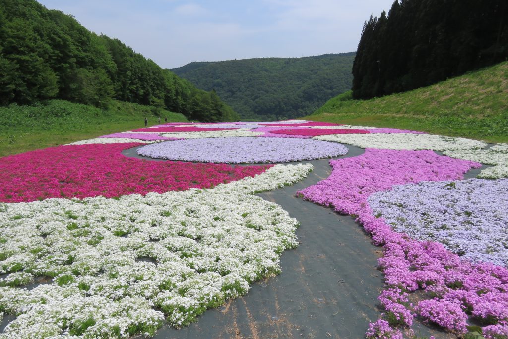奥入瀬渓流温泉スキー場の芝桜