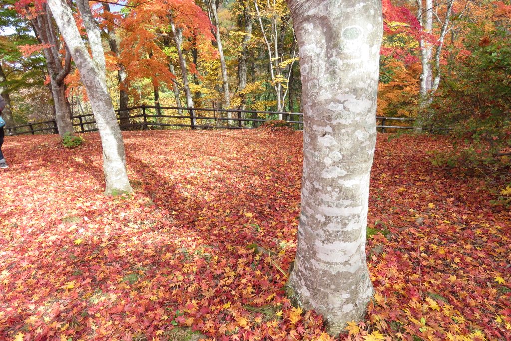 不習岳（ならわずだけ）の紅葉