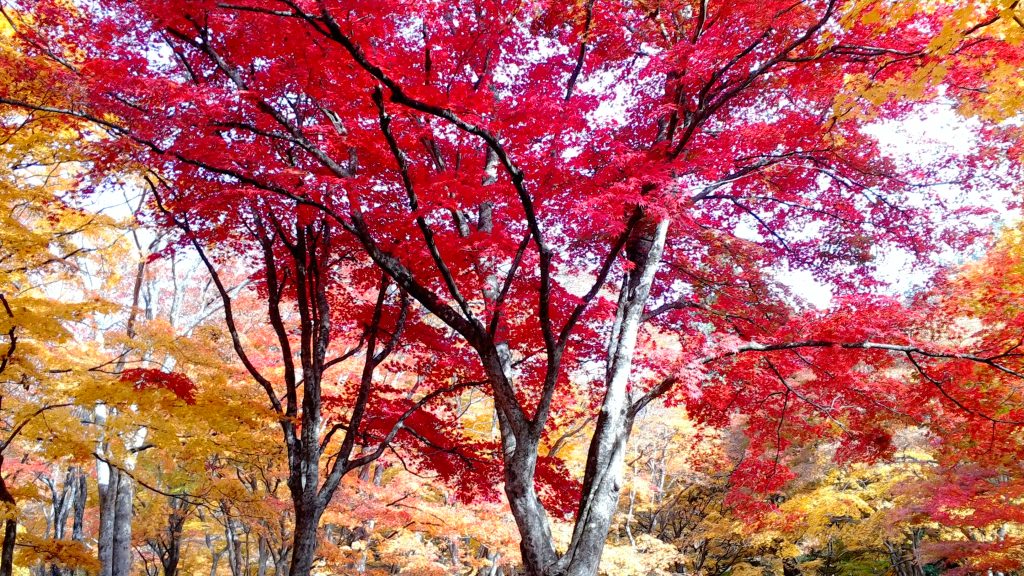 中野もみじ山の紅葉