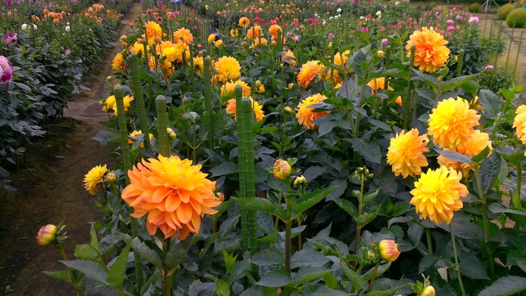 ひばり野ダリア園