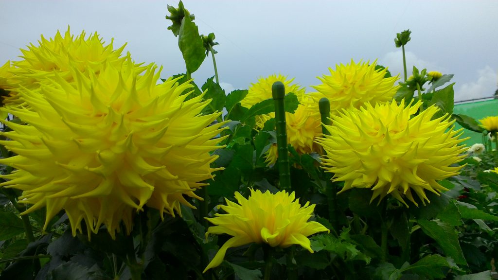 ひばり野ダリア園